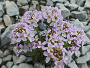 49 Erba storna rotundifolia